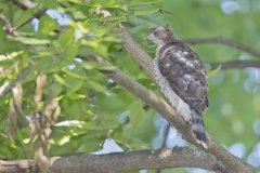 Coopers Hawk, Accipiter cooperii