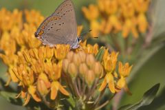 Coral Hairstreak, Satyrium titus