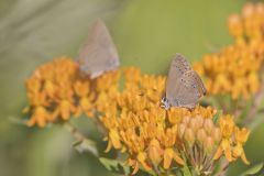 Coral Hairstreak, Satyrium titus