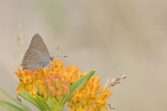 Coral Hairstreak, Satyrium titus