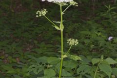 Cow Parsnip, Heracleum maximum