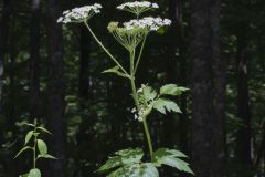 Cow Parsnip, Heracleum maximum