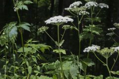 Cow Parsnip, Heracleum maximum