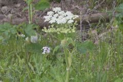 Cow Parsnip, Heracleum maximum