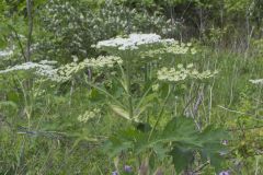 Cow Parsnip, Heracleum maximum