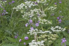 Cow Parsnip, Heracleum maximum