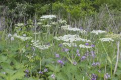 Cow Parsnip, Heracleum maximum