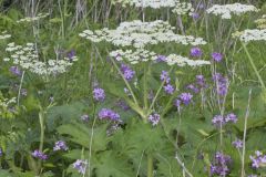 Cow Parsnip, Heracleum maximum