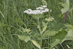 Cow Parsnip, Heracleum maximum