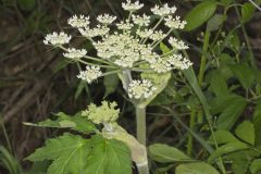 Cow Parsnip, Heracleum maximum