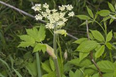 Cow Parsnip, Heracleum maximum