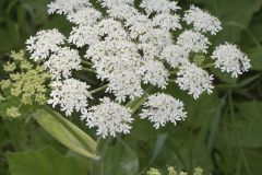 Cow Parsnip, Heracleum maximum