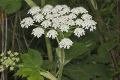 Cow Parsnip, Heracleum maximum