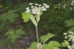 Cow Parsnip, Heracleum maximum