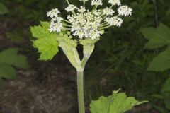 Cow Parsnip, Heracleum maximum