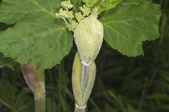 Cow Parsnip, Heracleum maximum