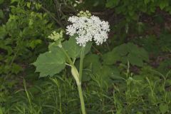 Cow Parsnip, Heracleum maximum