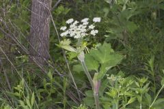 Cow Parsnip, Heracleum maximum