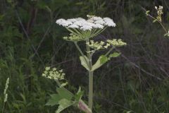 Cow Parsnip, Heracleum maximum