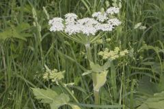 Cow Parsnip, Heracleum maximum