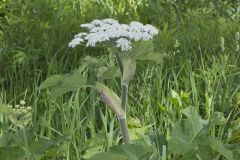 Cow Parsnip, Heracleum maximum