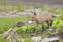 North American Red Fox, Vulpes vulpes fulva