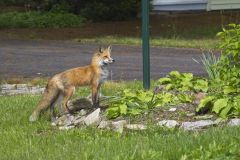 North American Red Fox, Vulpes vulpes fulva