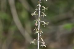 Crane-fly Orchid, Tipularia discolor