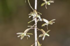 Crane-fly Orchid, Tipularia discolor