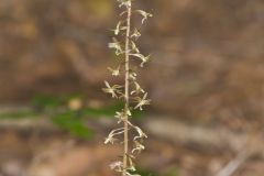Crane-fly Orchid, Tipularia discolor