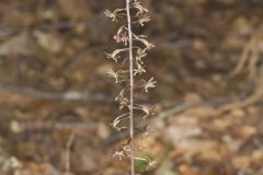 Crane-fly Orchid, Tipularia discolor