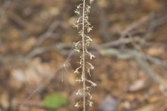 Crane-fly Orchid, Tipularia discolor