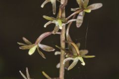 Crane-fly Orchid, Tipularia discolor