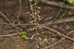 Crane-fly Orchid, Tipularia discolor