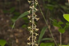 Crane-fly Orchid, Tipularia discolor