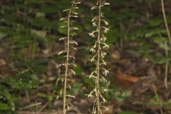 Crane-fly Orchid, Tipularia discolor