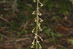 Crane-fly Orchid, Tipularia discolor