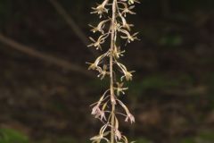 Crane-fly Orchid, Tipularia discolor