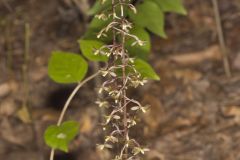 Crane-fly Orchid, Tipularia discolor