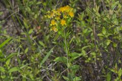 Creeping St. Johnswort, Hypericaum Adpressum