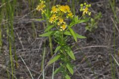 Creeping St. Johnswort, Hypericaum Adpressum