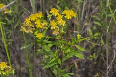 Creeping St. Johnswort, Hypericaum Adpressum