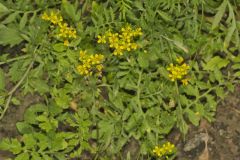 Creeping Yellowcress, Rorippa sylvestris