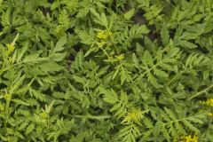 Creeping Yellowcress, Rorippa sylvestris