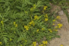 Creeping Yellowcress, Rorippa sylvestris