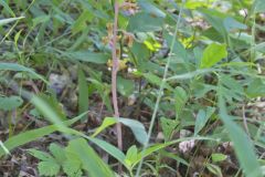 Crested Coralroot, Hexalectris spicata