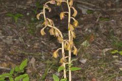 Crested Coralroot, Hexalectris spicata