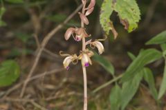 Crested Coralroot, Hexalectris spicata