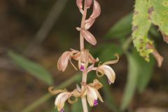 Crested Coralroot, Hexalectris spicata