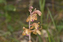 Crested Coralroot, Hexalectris spicata